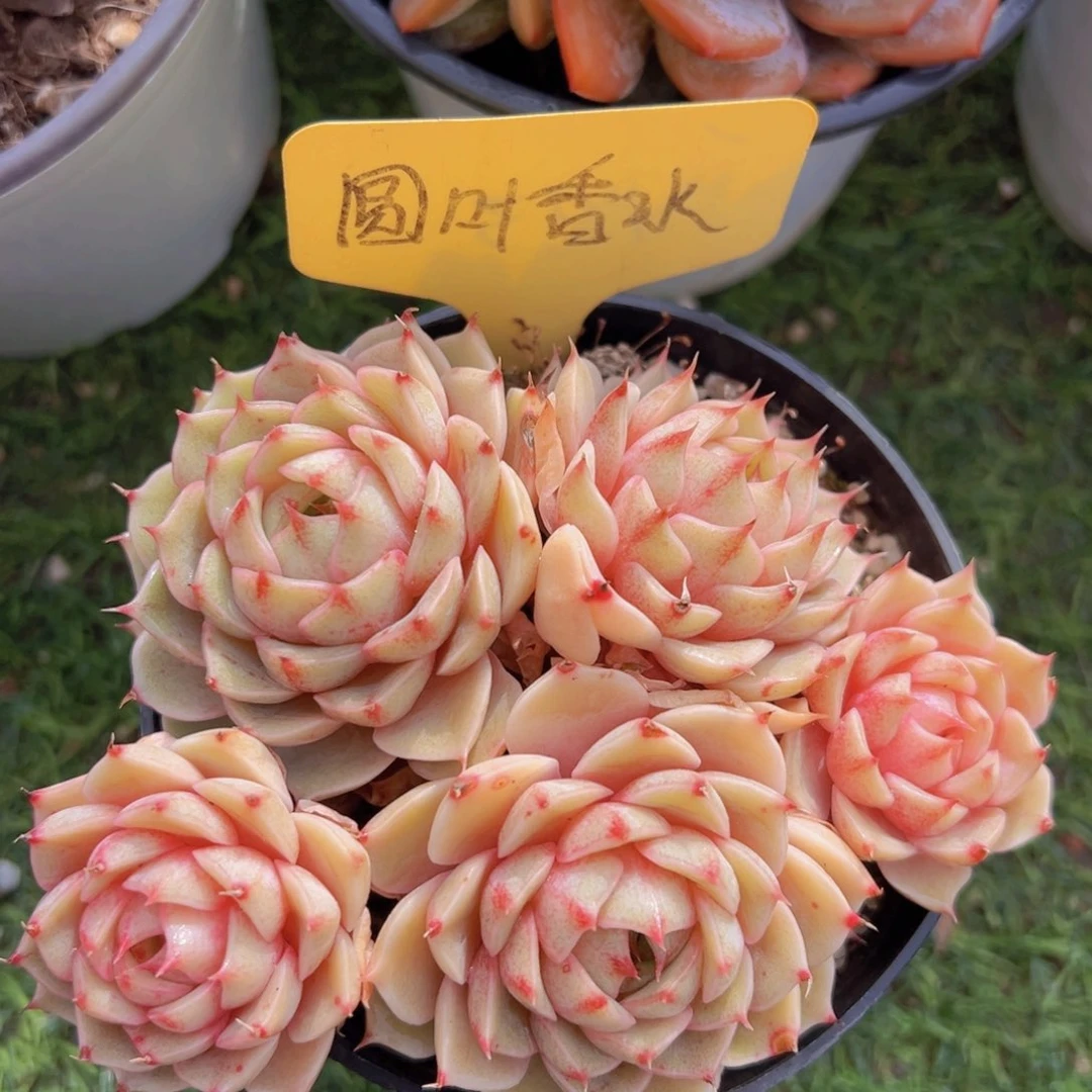 香玉的故事是一个人的故事