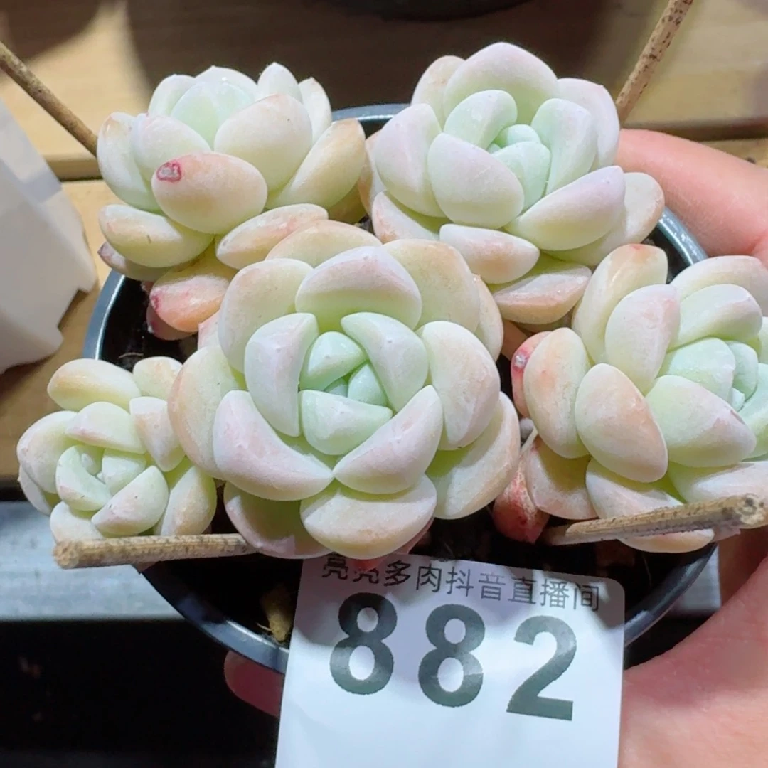 冰玉树桩         精品多肉