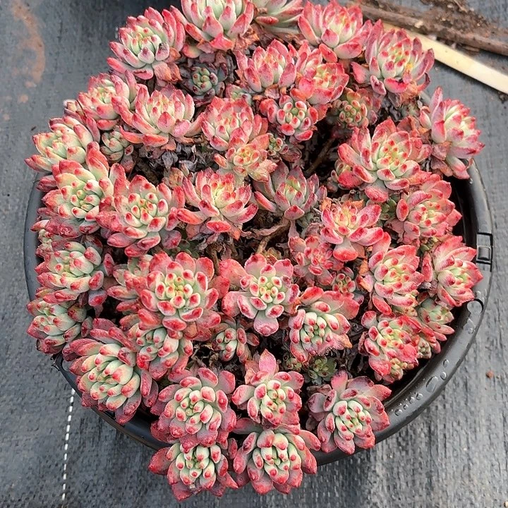 多肉植物，蓝苹果