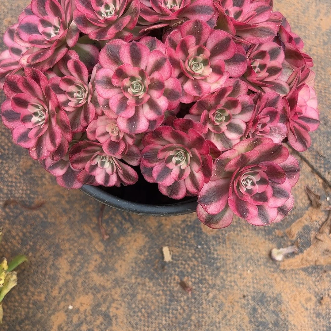 仔***哥精品多肉植物荔枝缀