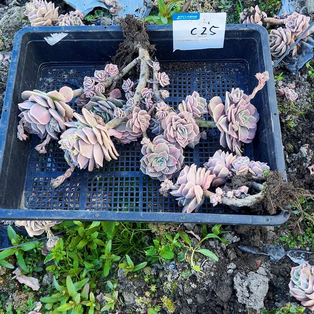 M****tc25不售后2颗可爱玫瑰