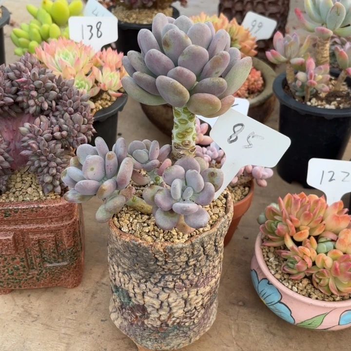 多肉植物，月美人85号