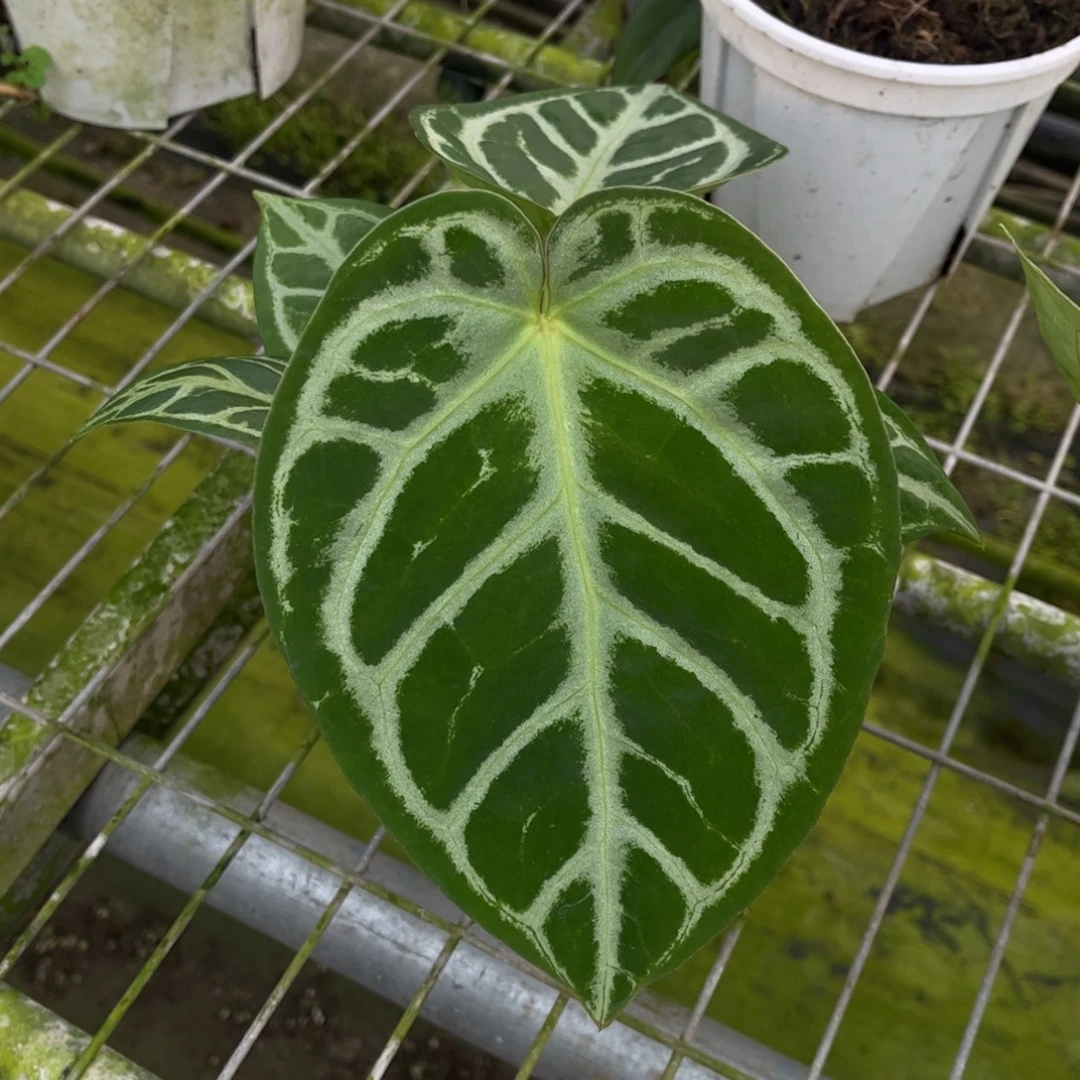 不开花植物撕裂纹杂铜锣烧579