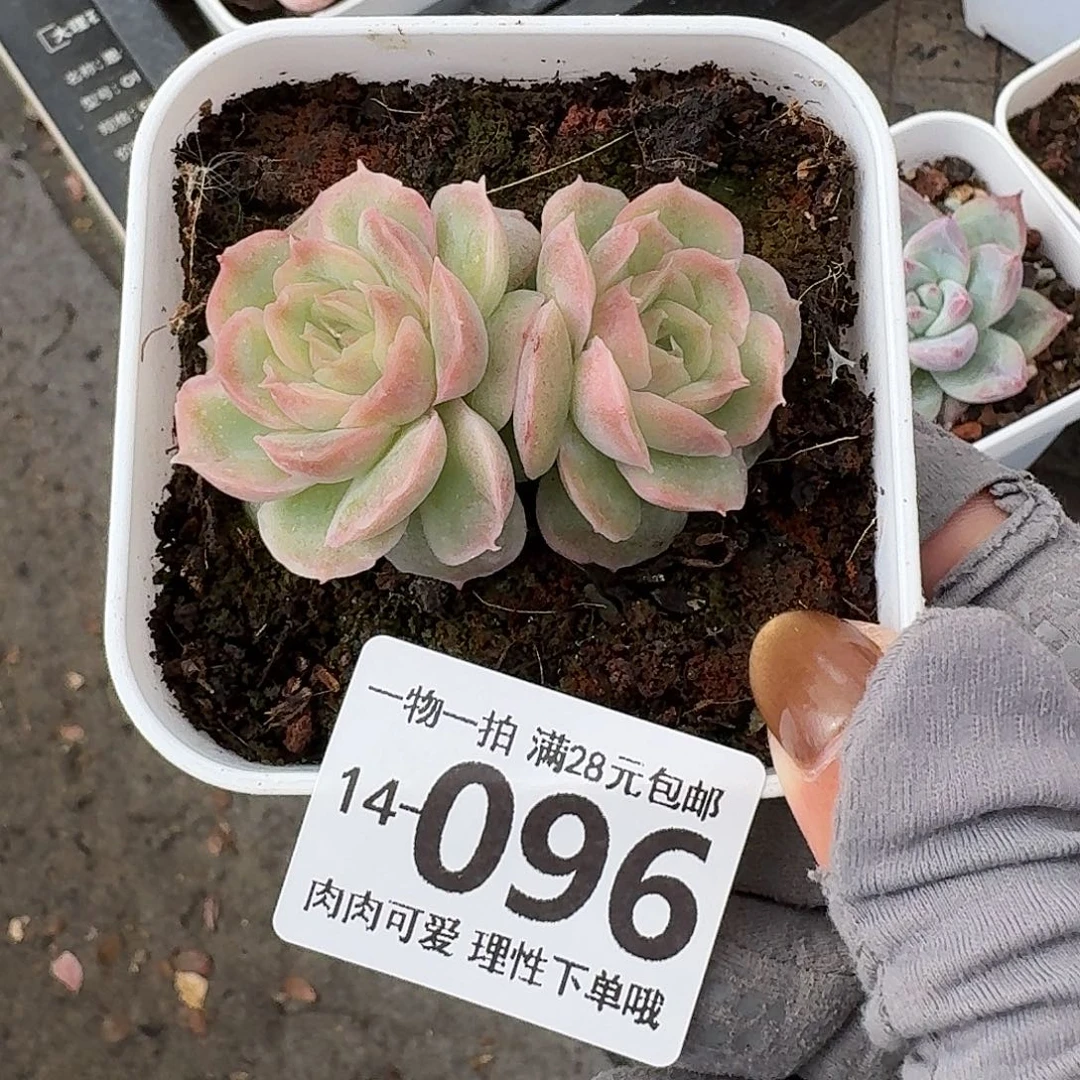 水晶虾饺无盆土发货无盆