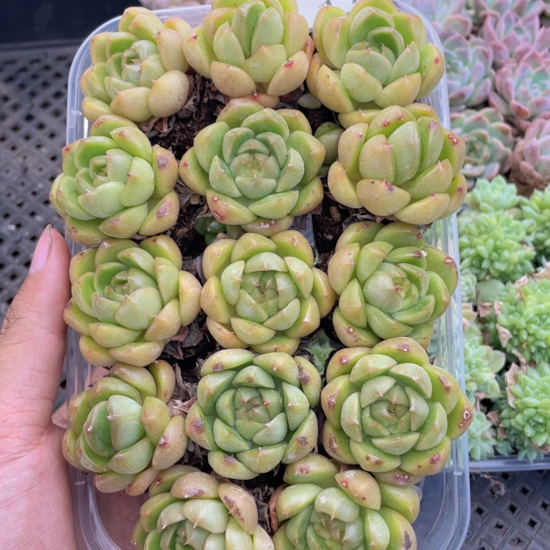 云糖心多肉植物174