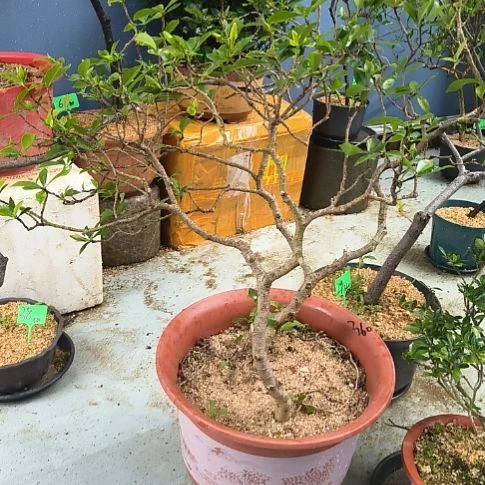 完全开放梦**朝栀子花