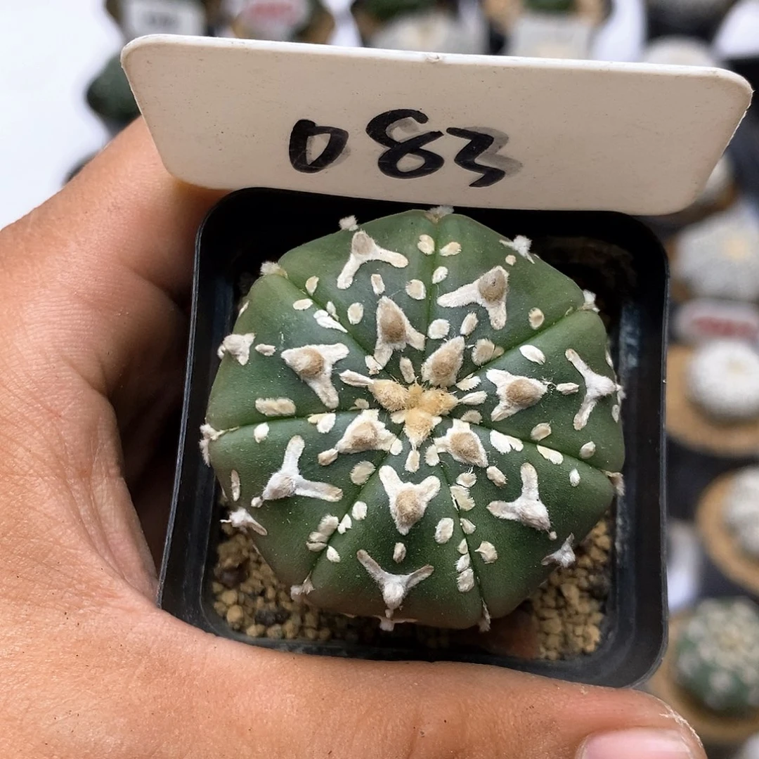 083福利特价来了哦耶