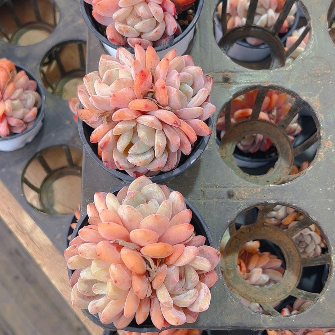 A****星三颗韩橙1253号一物一拍