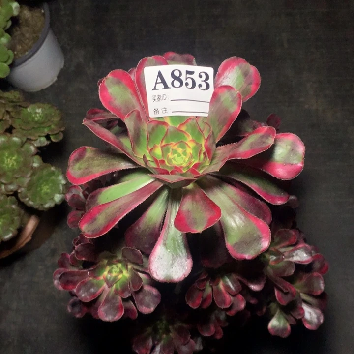 丽娜853法师多肉植物4800000