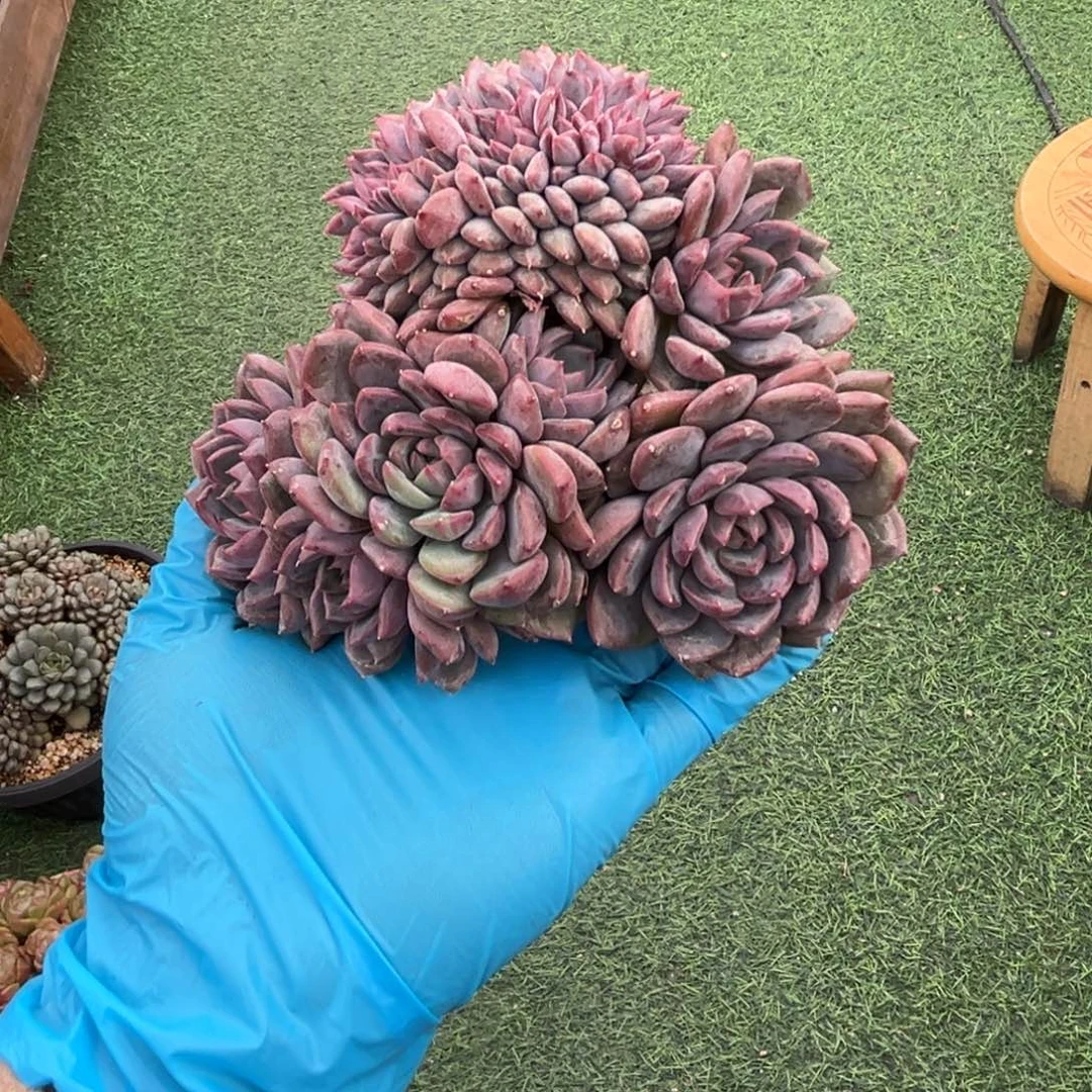 黑曼巴缀一物一拍