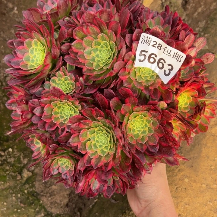 5663朝霞多肉植物