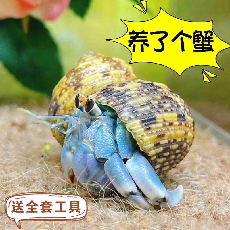 寄居蟹宠物养殖仓工具套装3-6岁实验玩具小孩子六一儿童节礼物