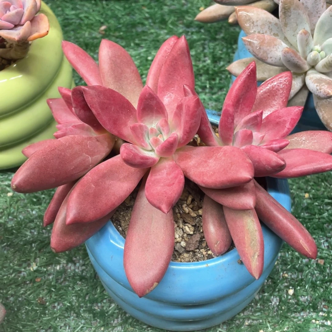 赫菲一物一拍28包邮非偏远