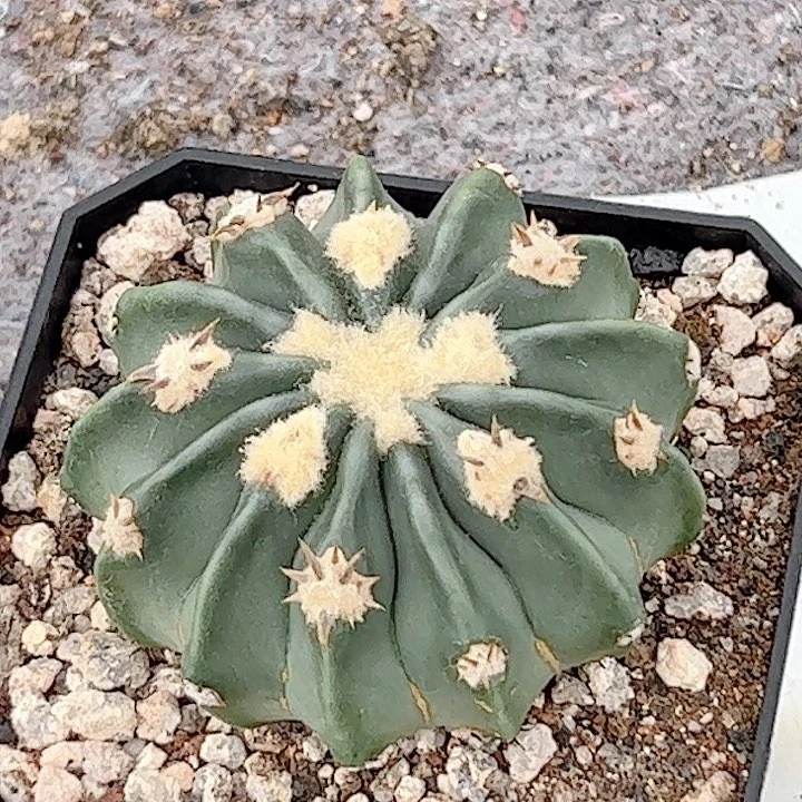 无刺凌波自根仙人球