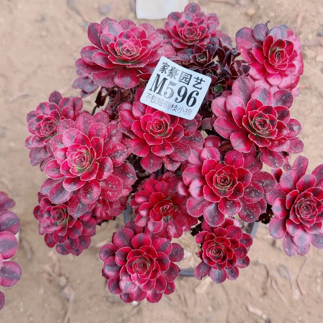 花蝴蝶法师596冠幅23
