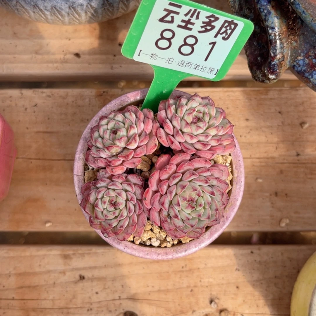 云尘多肉一物一拍881不含盆，