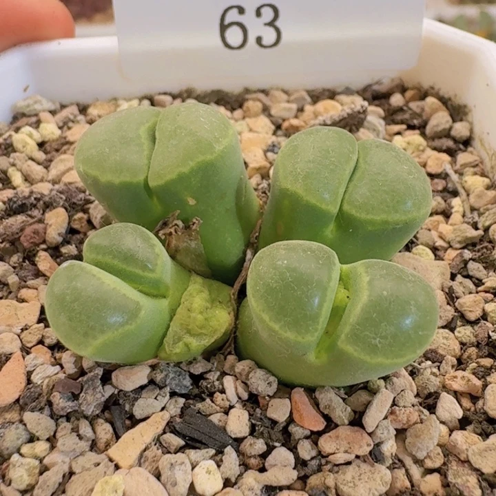 63。