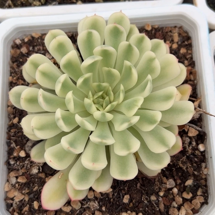 冰边梦幻玫瑰锦一物一拍