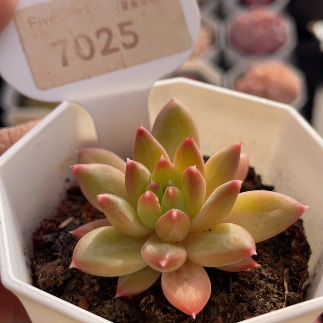 甲骨文7025-5.0厘米