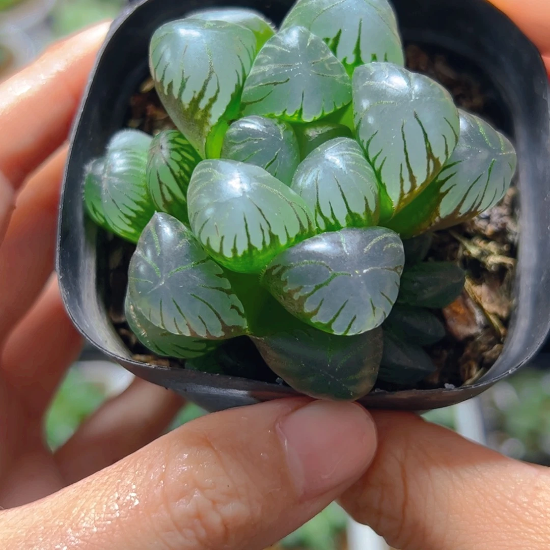 3822多肉植物一颗多肉