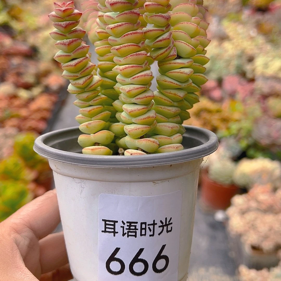 666钱串，脱土发货
