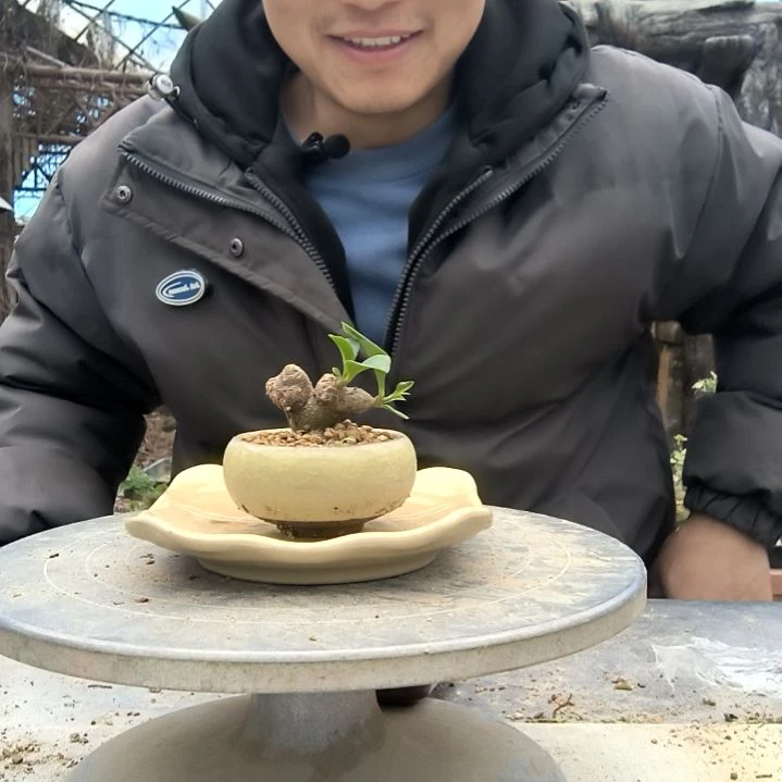 小*子小盆景小植物一物一拍58