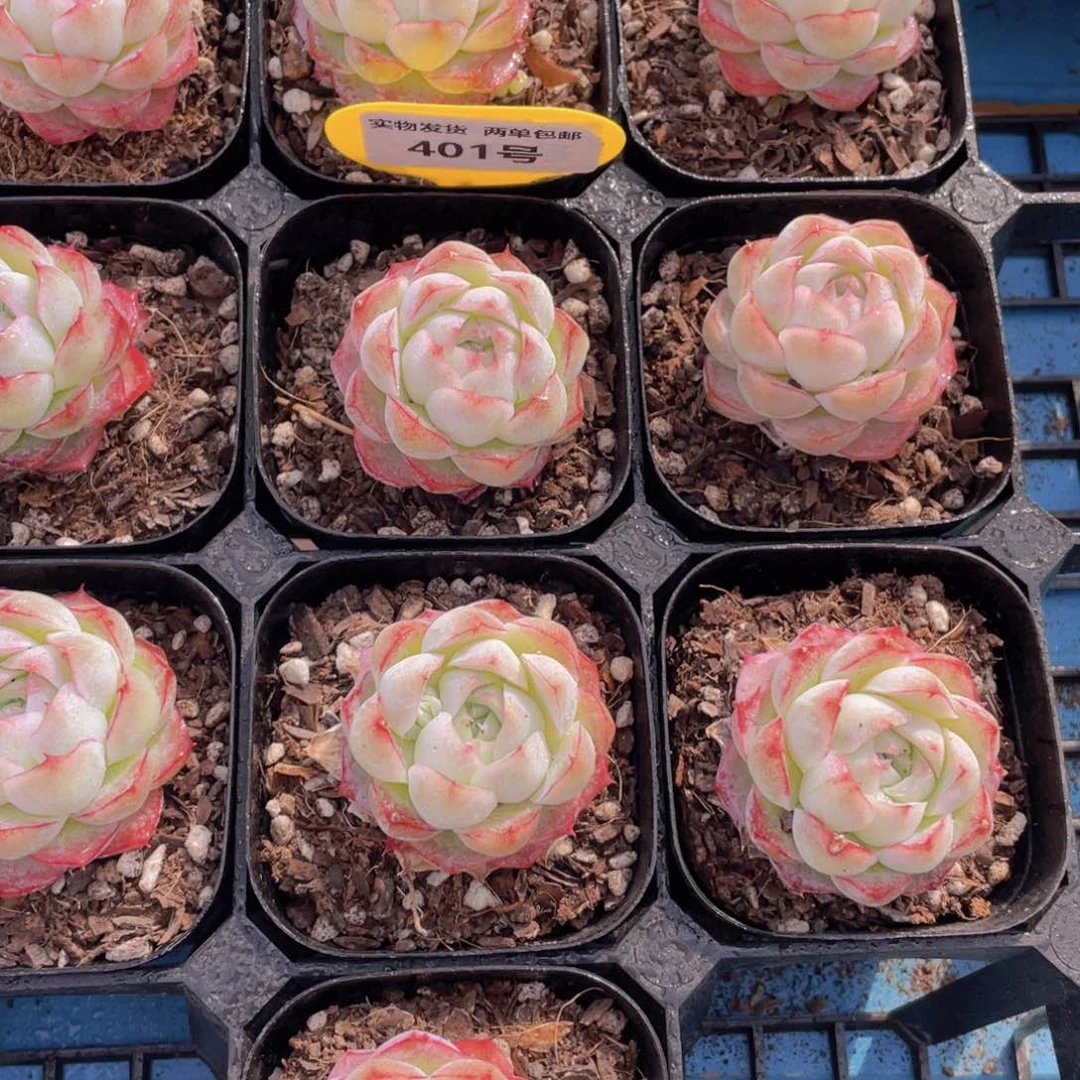 401号白底桃花女王单头一个