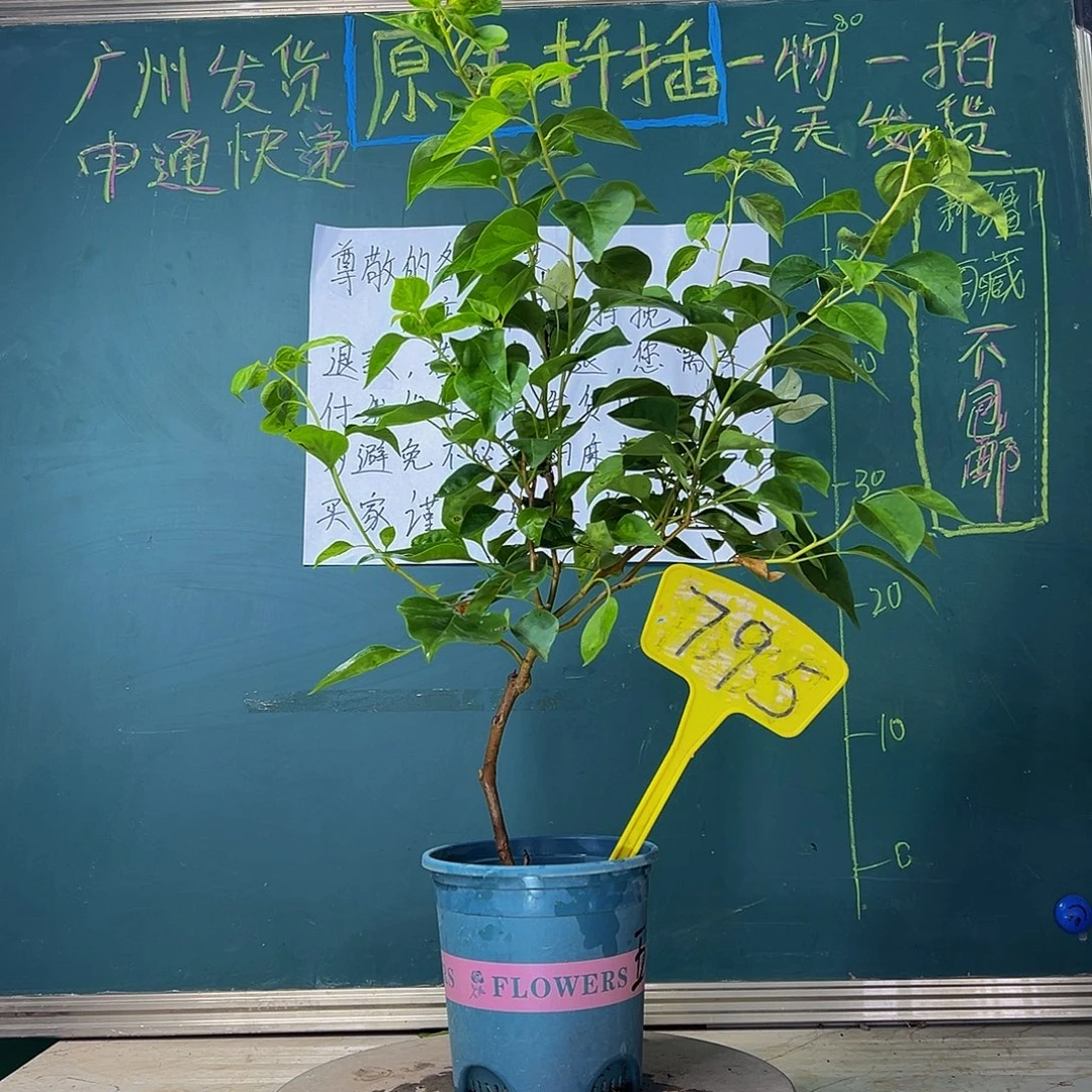 当前无花栽培后可以开花 福利 暗斑五宝  795