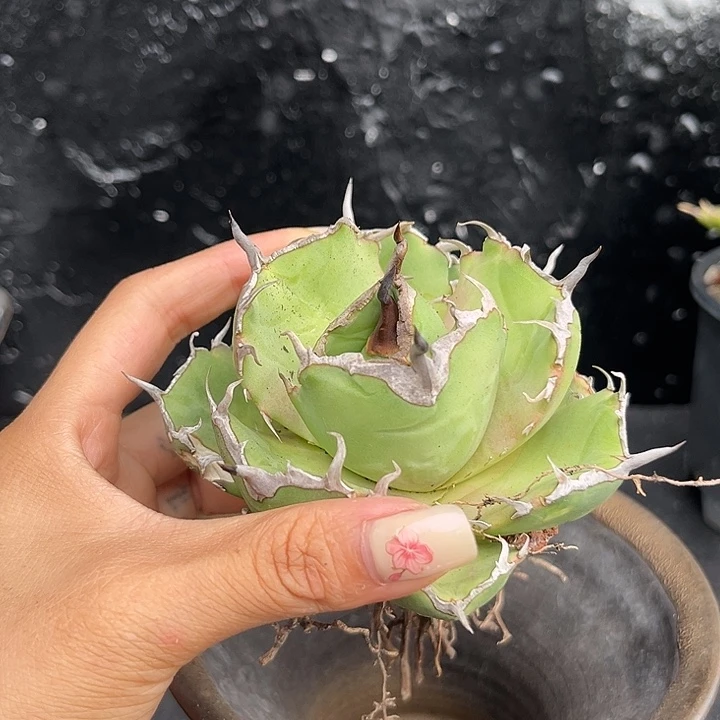 无花朵龙舌兰仁王冠海豹