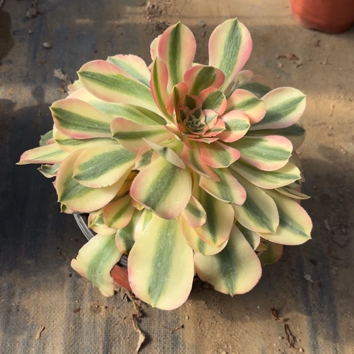 香妃多肉法师量拍