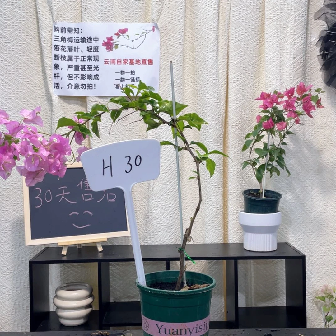 阿***～大量花朵（建议范围：8朵-15朵 或40%以上）广红樱H30