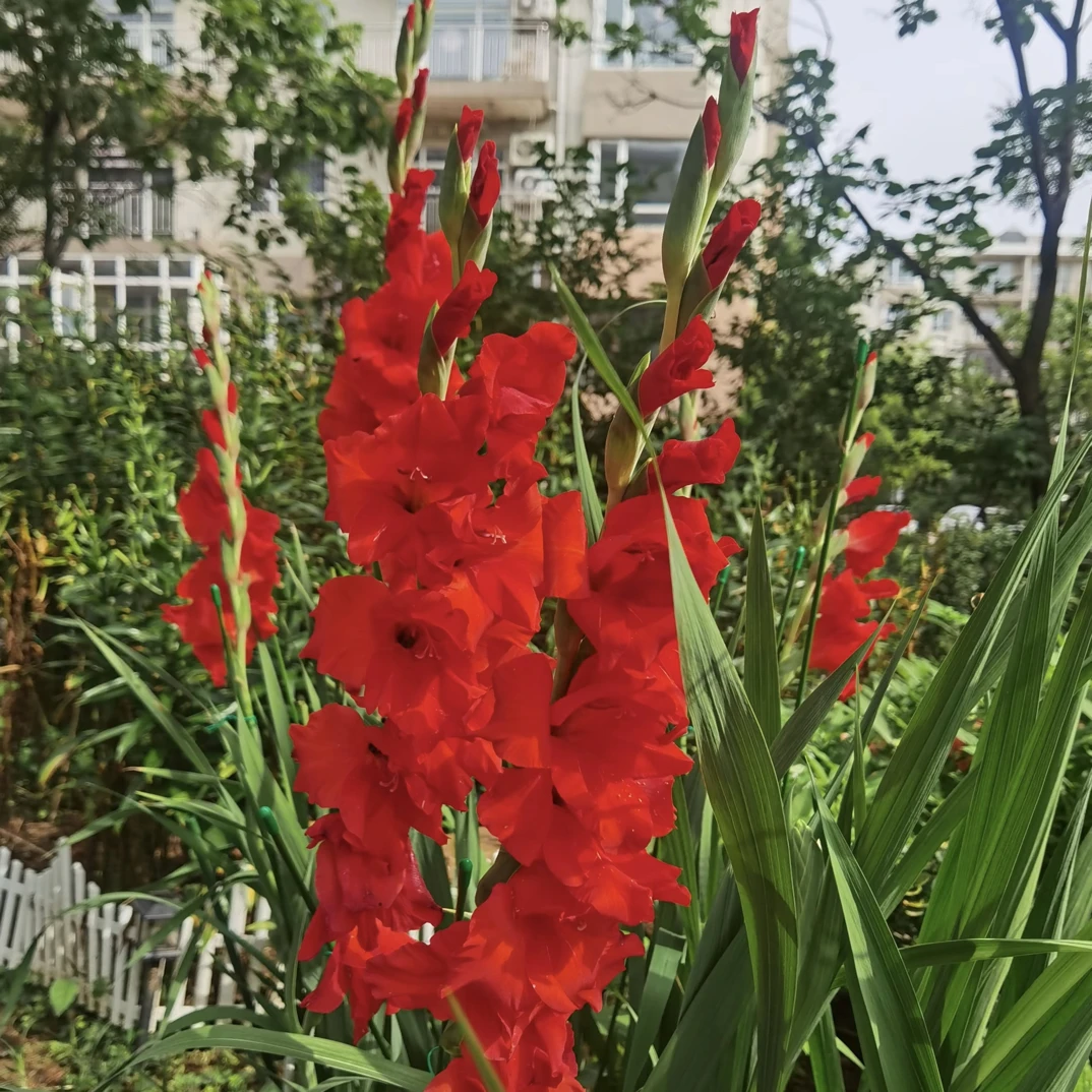 球小明年开花/剑兰种球1颗《红色剑兰周长6–8cm》