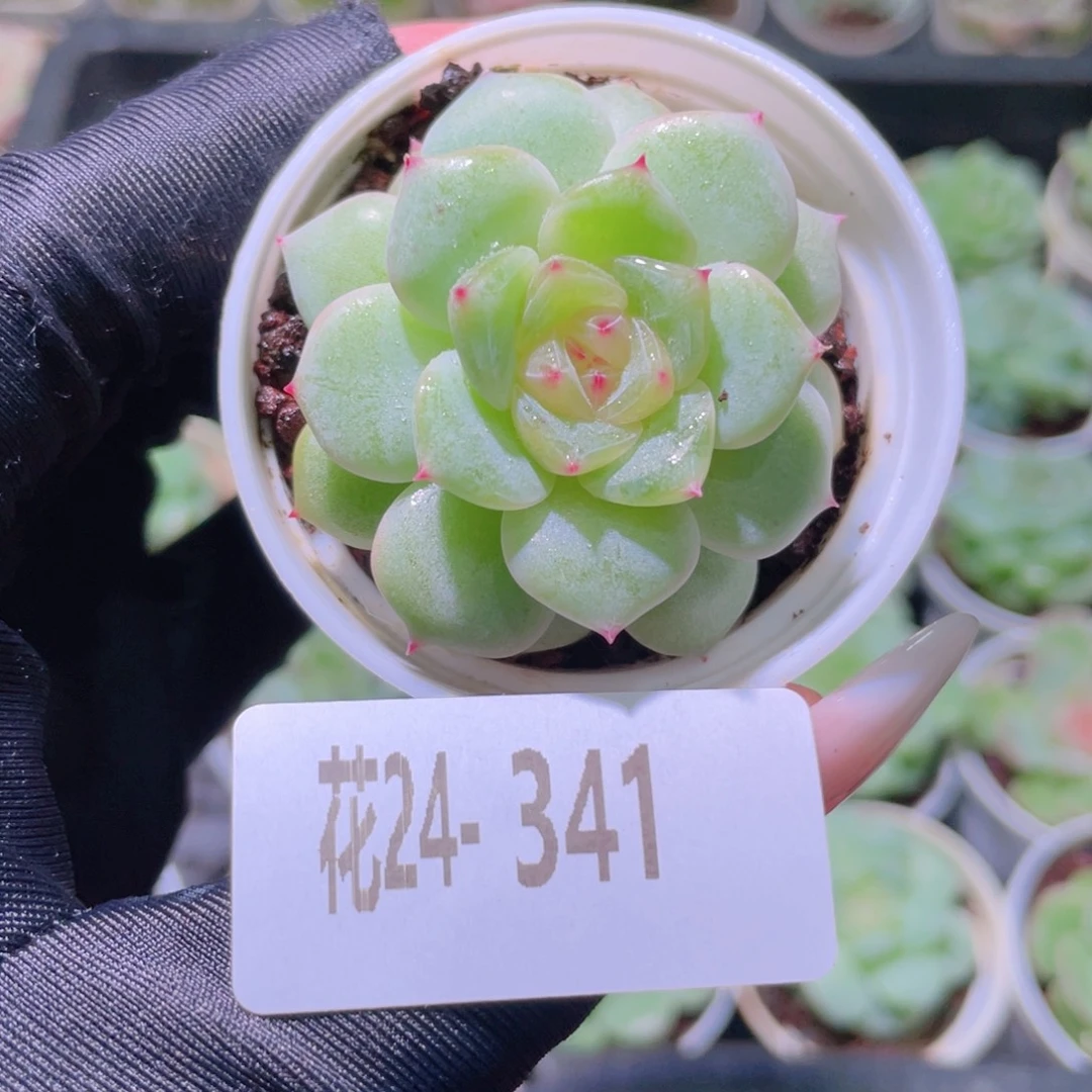 花利美24-341小夜曲