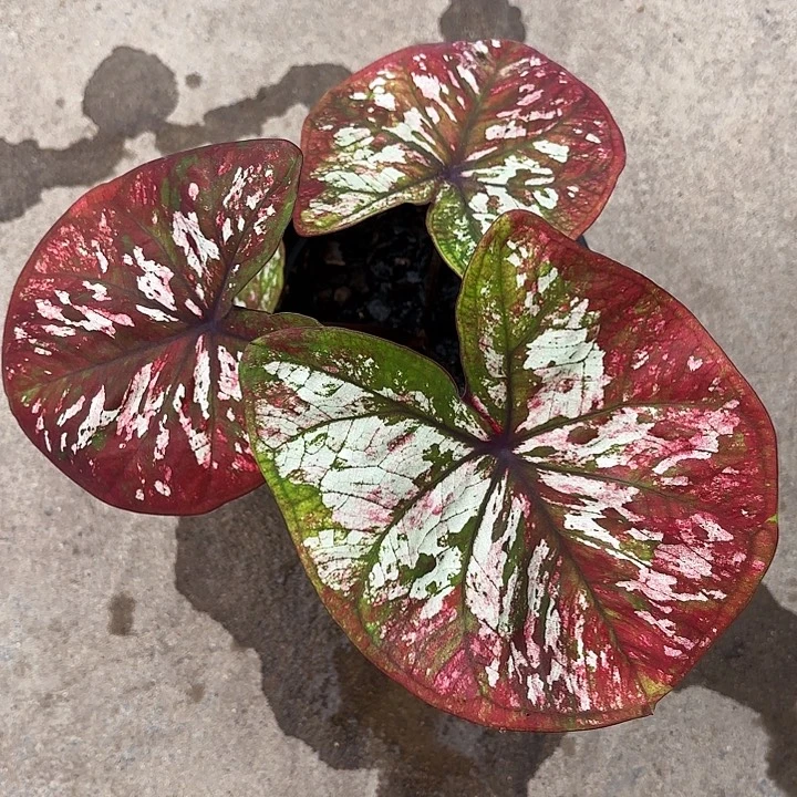 喜****43-1210彩叶芋广东现货