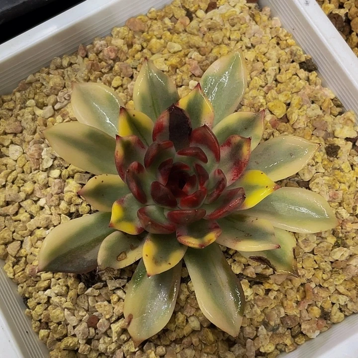 火焰山一物一拍哦