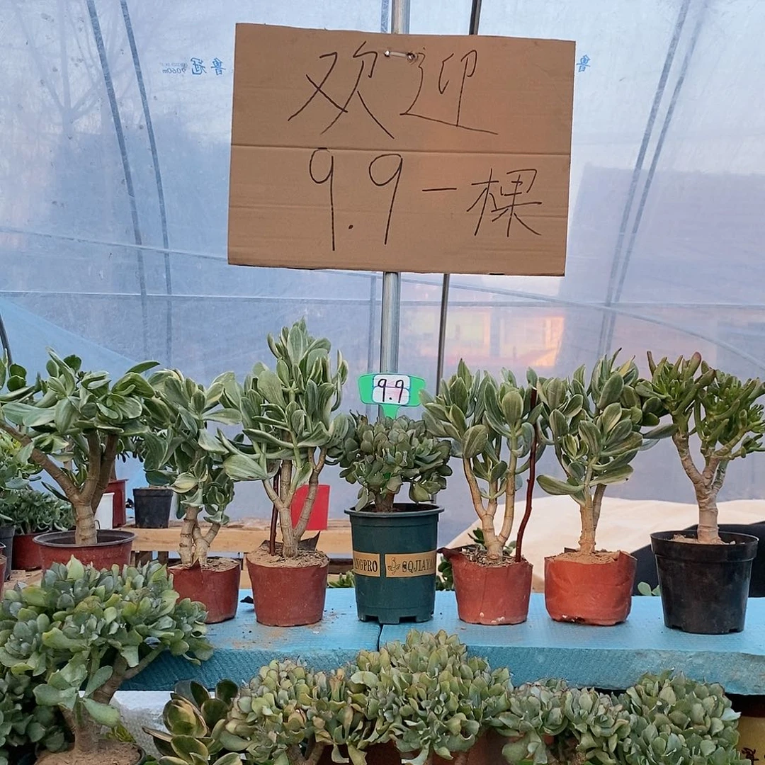 拽***界完全开放独杆海带花月一物一拍