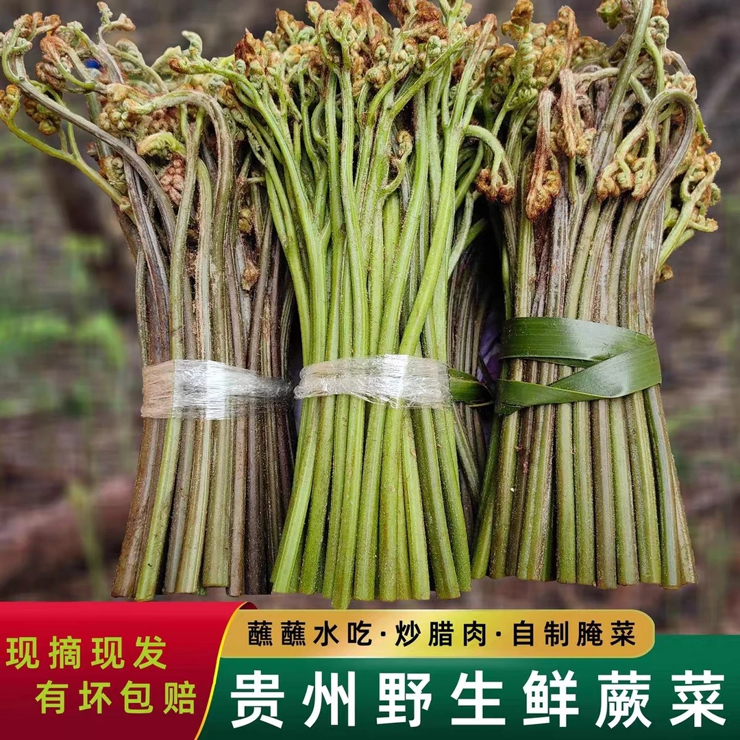 贵州山卡卡野生蕨菜现采现发