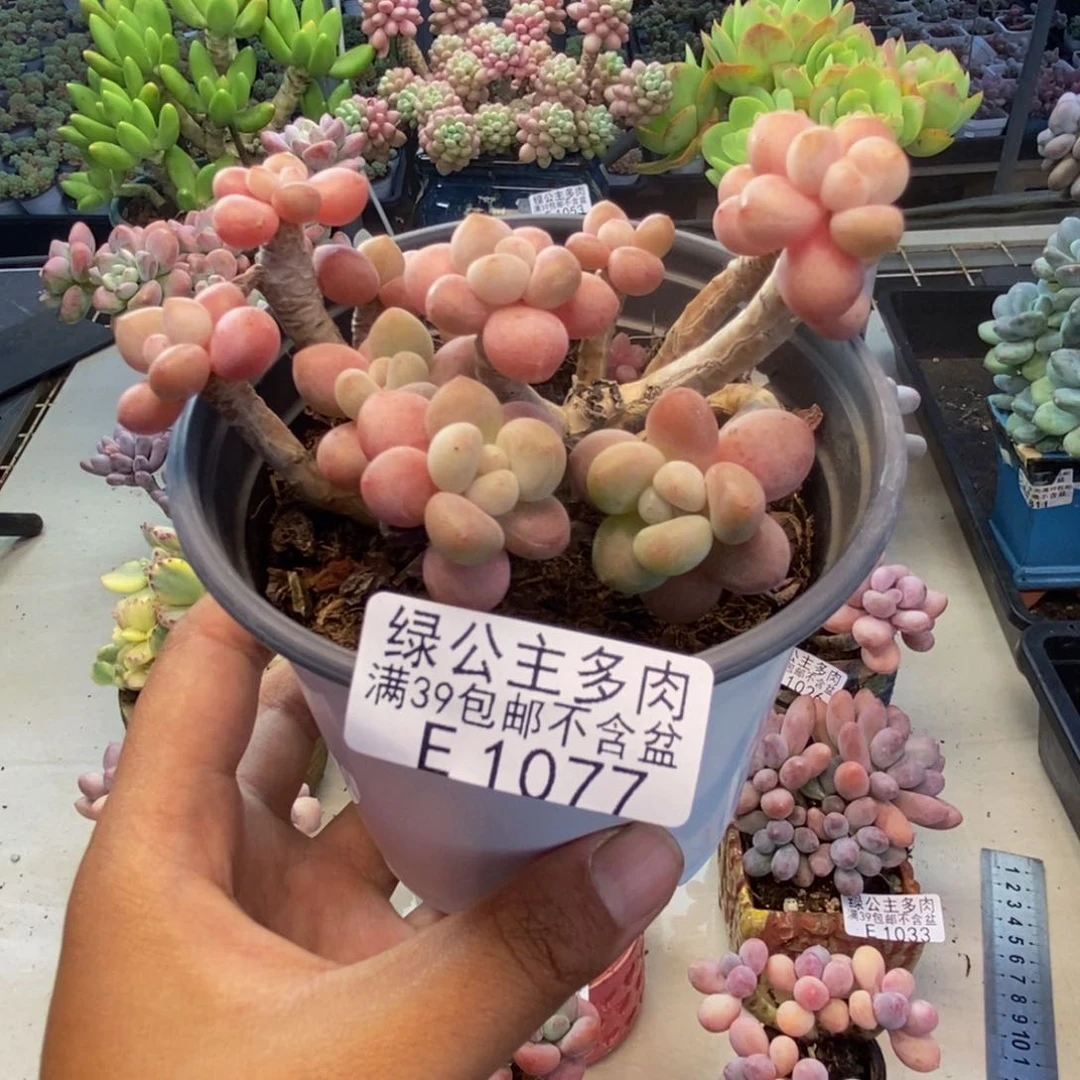 0077鱼子酱多肉有砍
