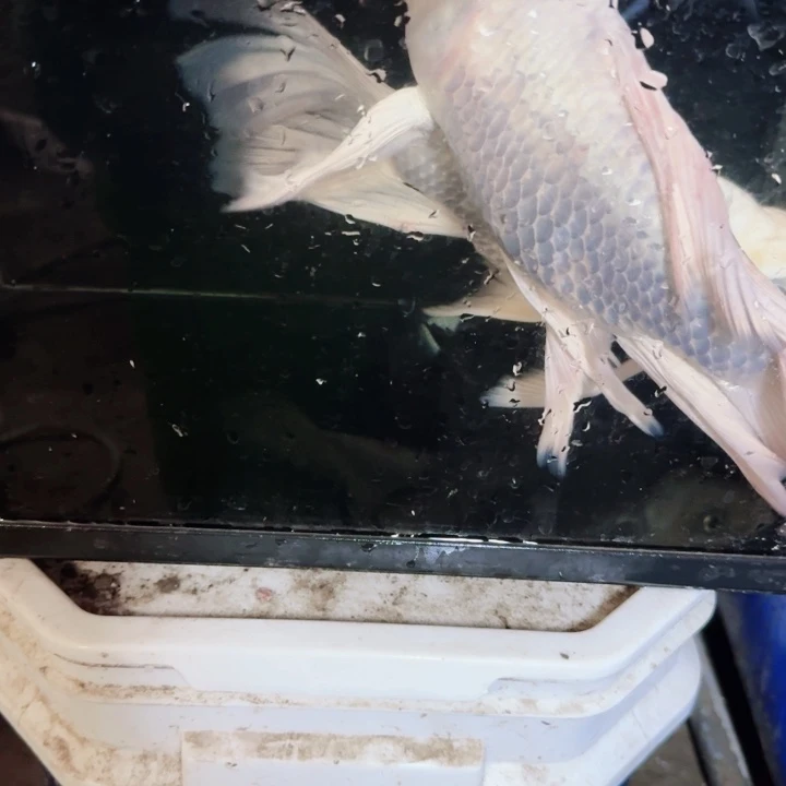 可***乐海水鱼瑕疵蝴蝶鲤88