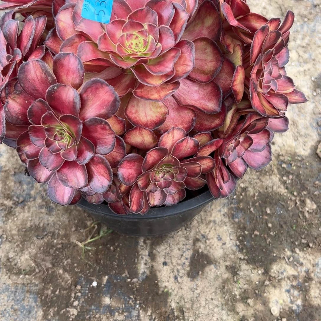 凯****e5356锦鲤无根多肉多肉多肉多肉