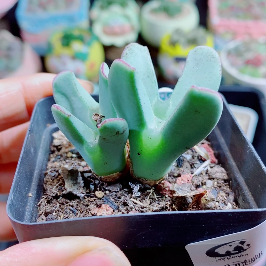 生石花花花花花花花花661