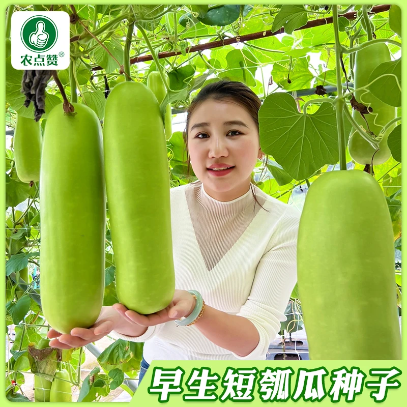 瓠瓜种子 早熟清香短瓠瓜高产春秋瓜菜蒲蔬菜种子