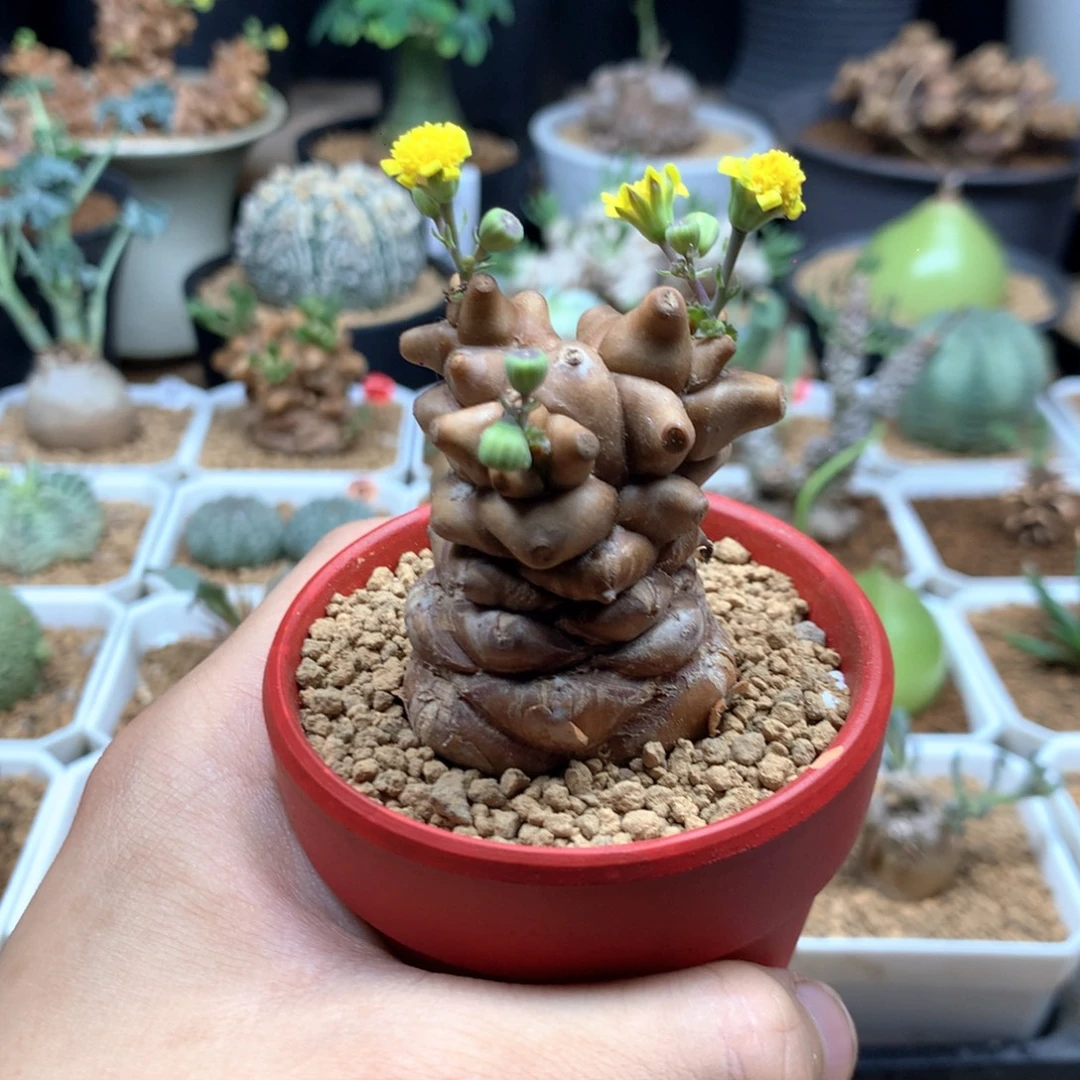 蛮鬼塔厚敦菊带盆