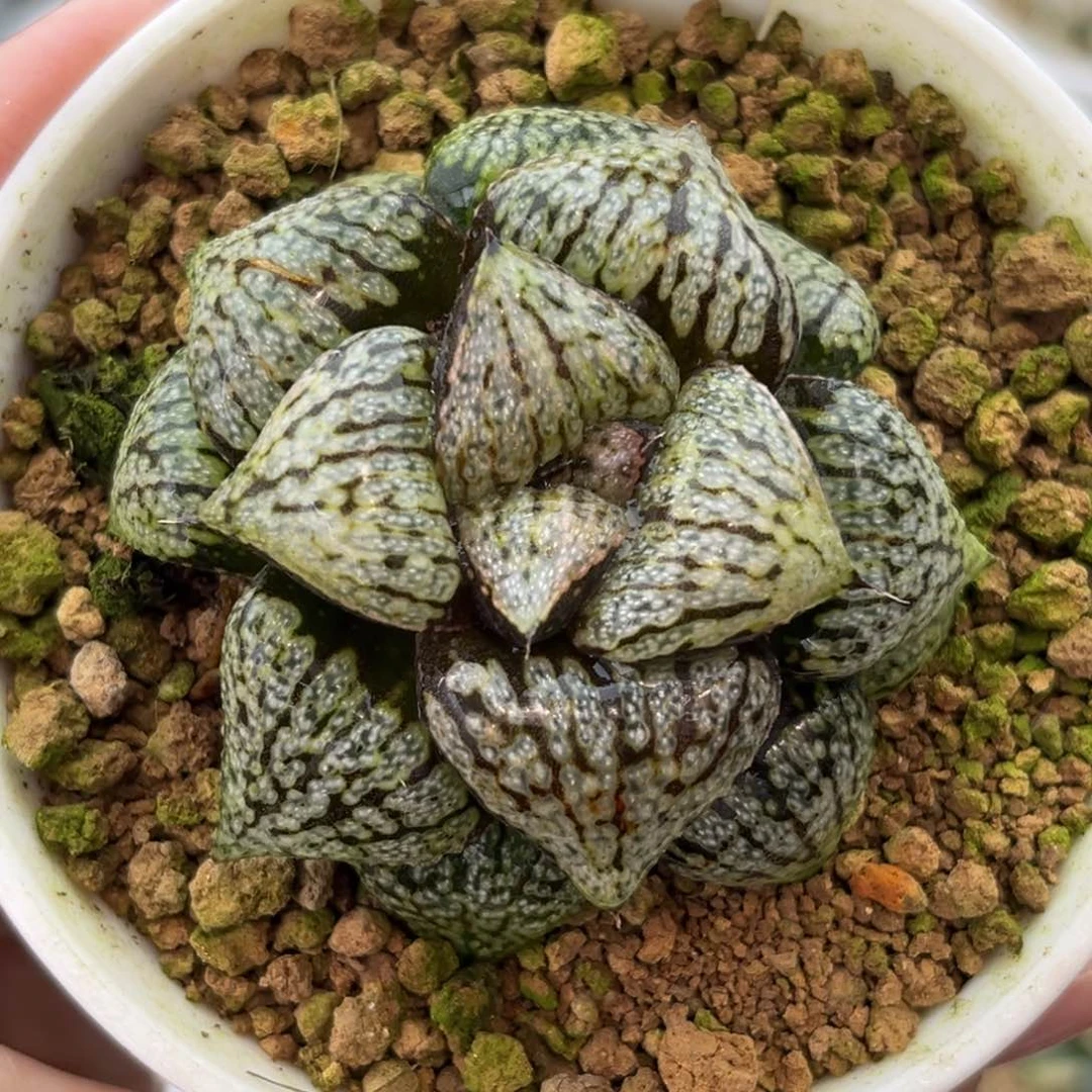 103蛹之子白银十二卷多肉