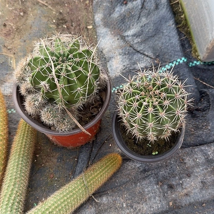 布***o实生彩草2个脱土发货