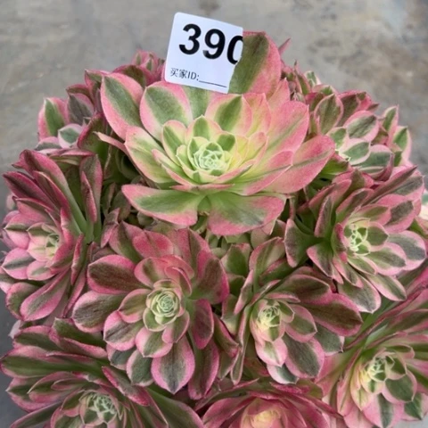 390玉姿20厘米左右