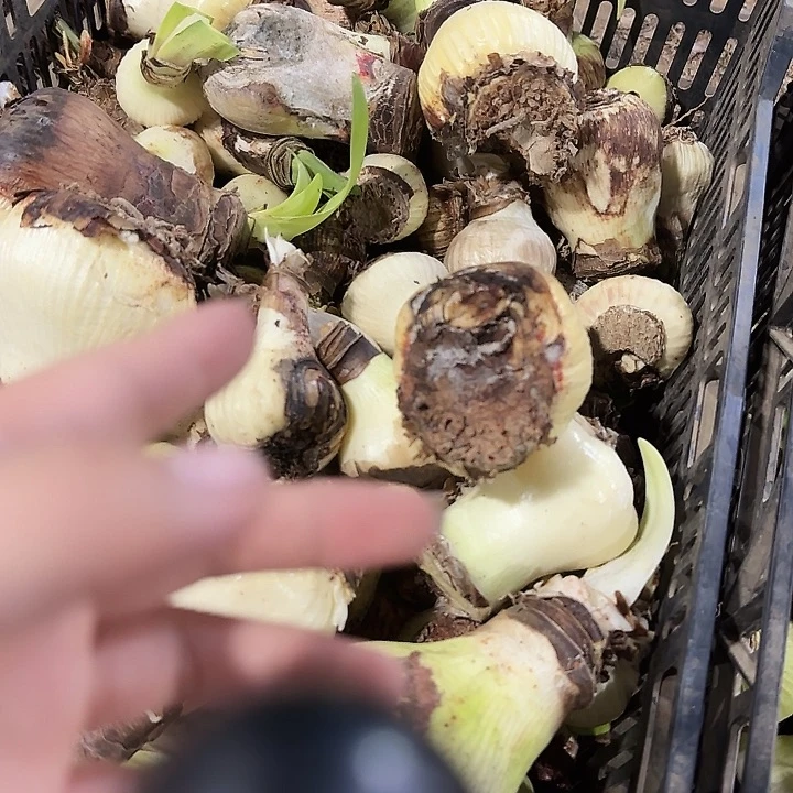 大大残次烂球不能活5球不包售后