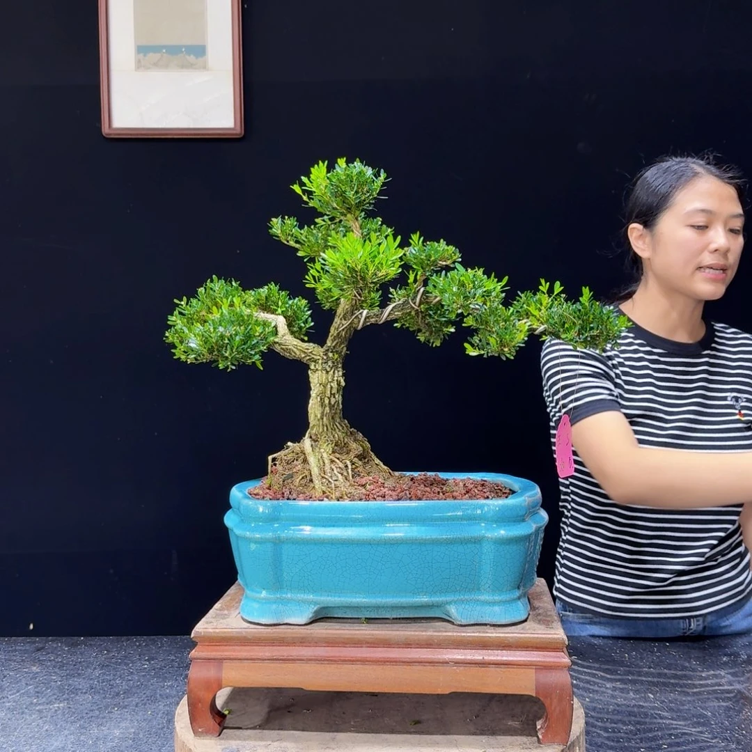 无花朵黄杨盆景四季常绿