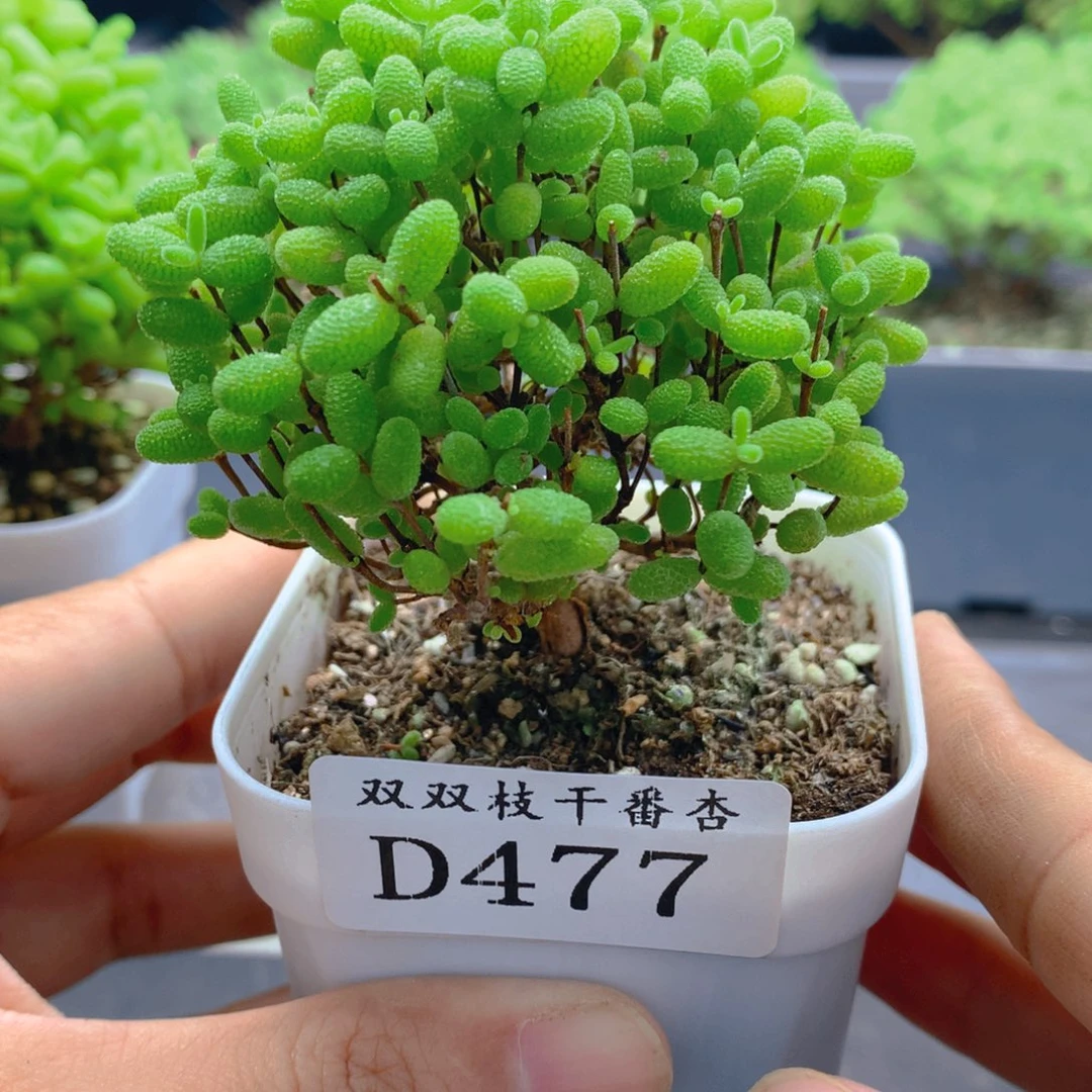 477蜜橘。