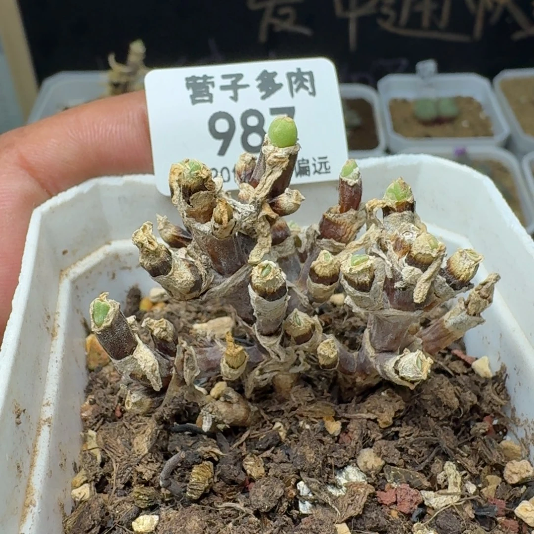 枝干兔短耳   带盆土